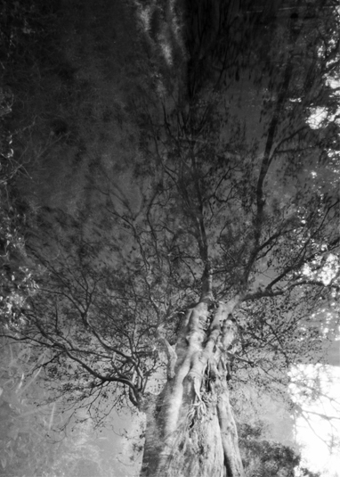 Tree small.jpg