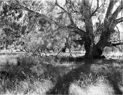 Red Gum contra-jour straight scan web.jpg