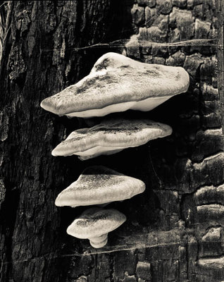 Bracket Fungi web.jpg