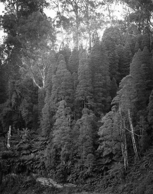 Plum Pines, Errinundra web.jpg