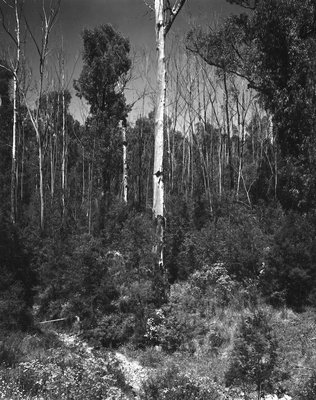 Dead Trees and New Growth web.jpg