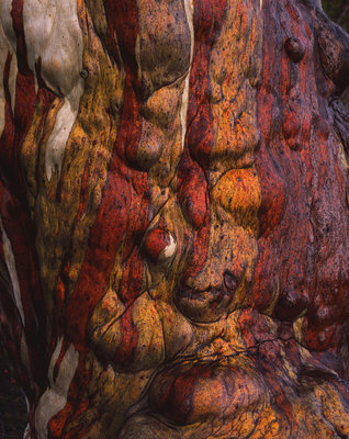 Snowgum_detail_1024.jpg