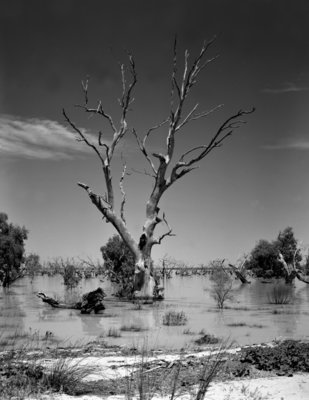 4x5_Lake_Cawndilla_Kinchega_NP_2011_002_Finished_150_Polariser_FP4_22mm_Rise_Drowned_Tree_web.jpg