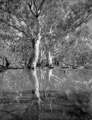 Flooded Red Gums (Coat's Swamp) web.jpg