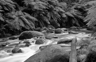 120007_Tooronga_River_FP4_150_8mm_shift_2_Second_f22_008_web.jpg