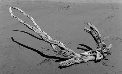 09085_Drift_Wood_Somers_Beach_Fujinon_150_FP4+_30th_No_Filter_0022_Web.jpg