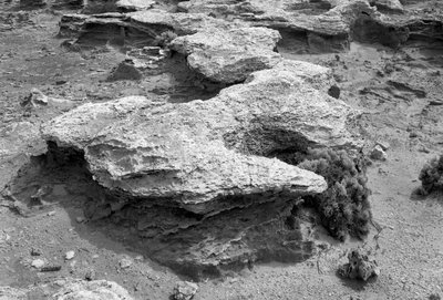 180011_Petrified_Forest_Portland_150_Ilford_FP4+_No_Filter_F22_1-30_Rear_Tilt_007_Web.jpg