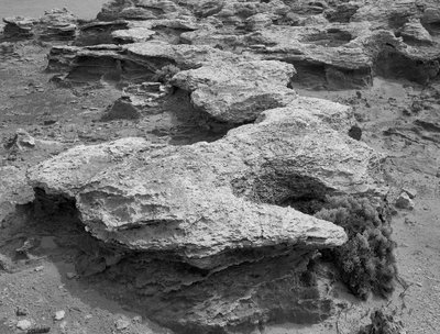 180011_Petrified_Forest_Portland_150_Ilford_FP4+_No_Filter_F22_1-30_Rear_Tilt_008_Web.jpg