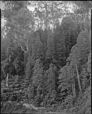 Podocarpus, Errinundra306 copy LFPF.jpg