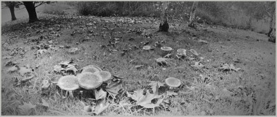 Pinhole agaric large.jpg