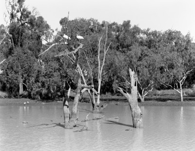 230026_Spoonbills_In_Tree_Yarrie_Lake_Billabong_FP4_Shen_Hao_250mm_No_Filter_fifteenth_f22_1123hr_003_Web.jpg