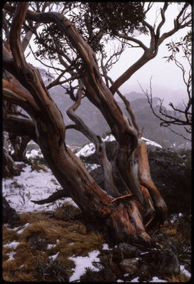 E. pauciflora, Charlottes Pass web.jpg