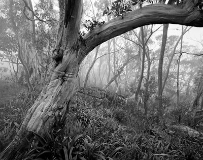 Snowgum Woodland.jpg