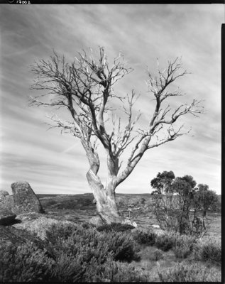 LoneTreeConScan002.jpg