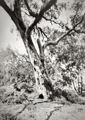 Tree, Djerriwarrh Creek.jpg