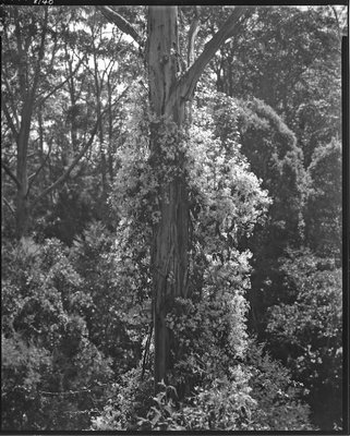 Clematis and Manna Gum309 copy 2 LFPF.jpg