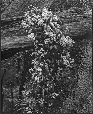 Clematis on log303 copy LFPF.jpg