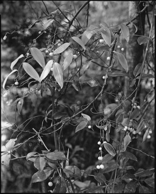 Vine Leaves and Fruit305 copy LFPF.jpg