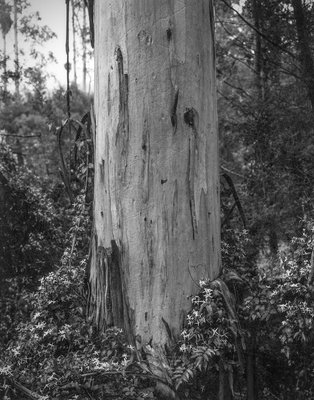 Mountain Ash and Clematis LR copy.jpg