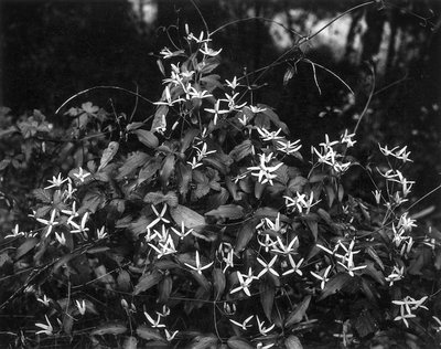 Clematis Lost 801 print copy.jpg