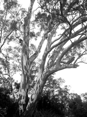 210003_Ackle_Bend_Red_River_Gum_Ilford_FP4_No_Filter_150mm_No_Rise_No_Shift_Clearing_Mist_F22_Half_A_Second_003_Web.jpg