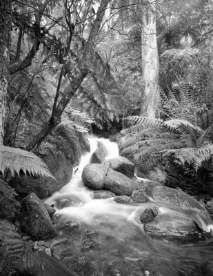 2200008_Ferntree_Falls_Mt_Cole_State_Park_65mm_FP4_f16_Centred_No_Centre_Filter_Web_003.jpg