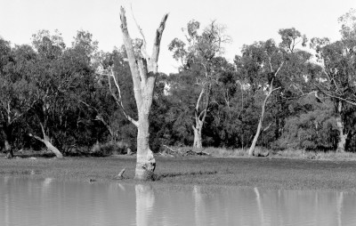 230019_Yarrie_Lake_Billabong_Lone_Sentinal_FP4_Shen_Hao_250mm_No_Filter_8mm_Front_Rise_Fifteenth_f22_1107hr_002_Web.jpg